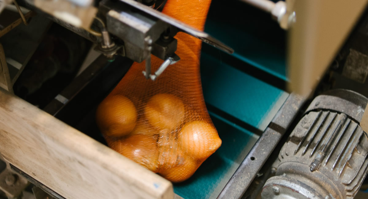 Netzverpackung von Zwiebeln auf Förderband – automatisierter Verpackungsprozess bei Fritz Hofbeck