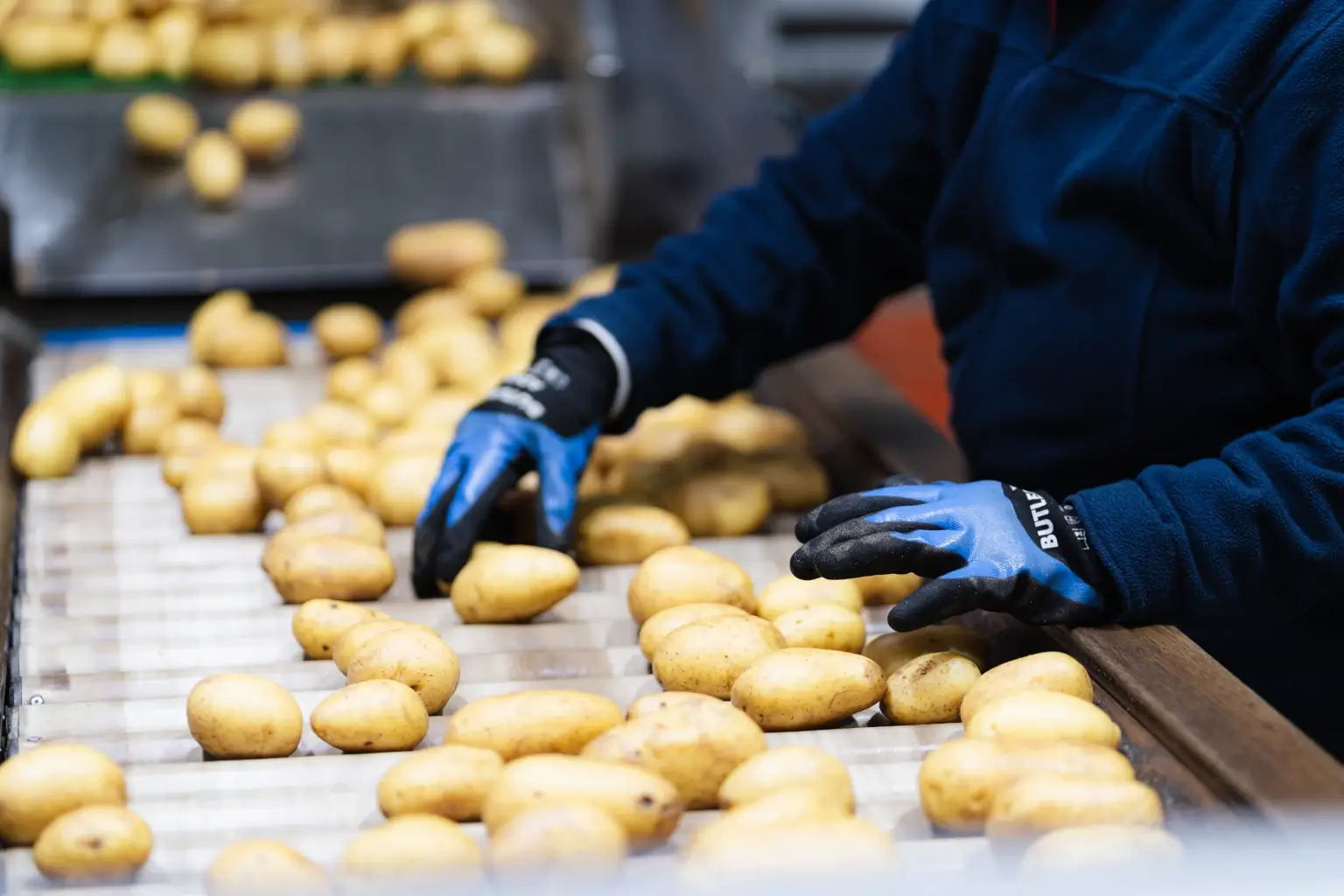 Kartoffelsortierung und Qualitätskontrolle bei Fritz Hofbeck Mitarbeiter sortiert Kartoffeln auf dem Förderband bei Fritz Hofbeck und kontrolliert die Qualität der Ware.