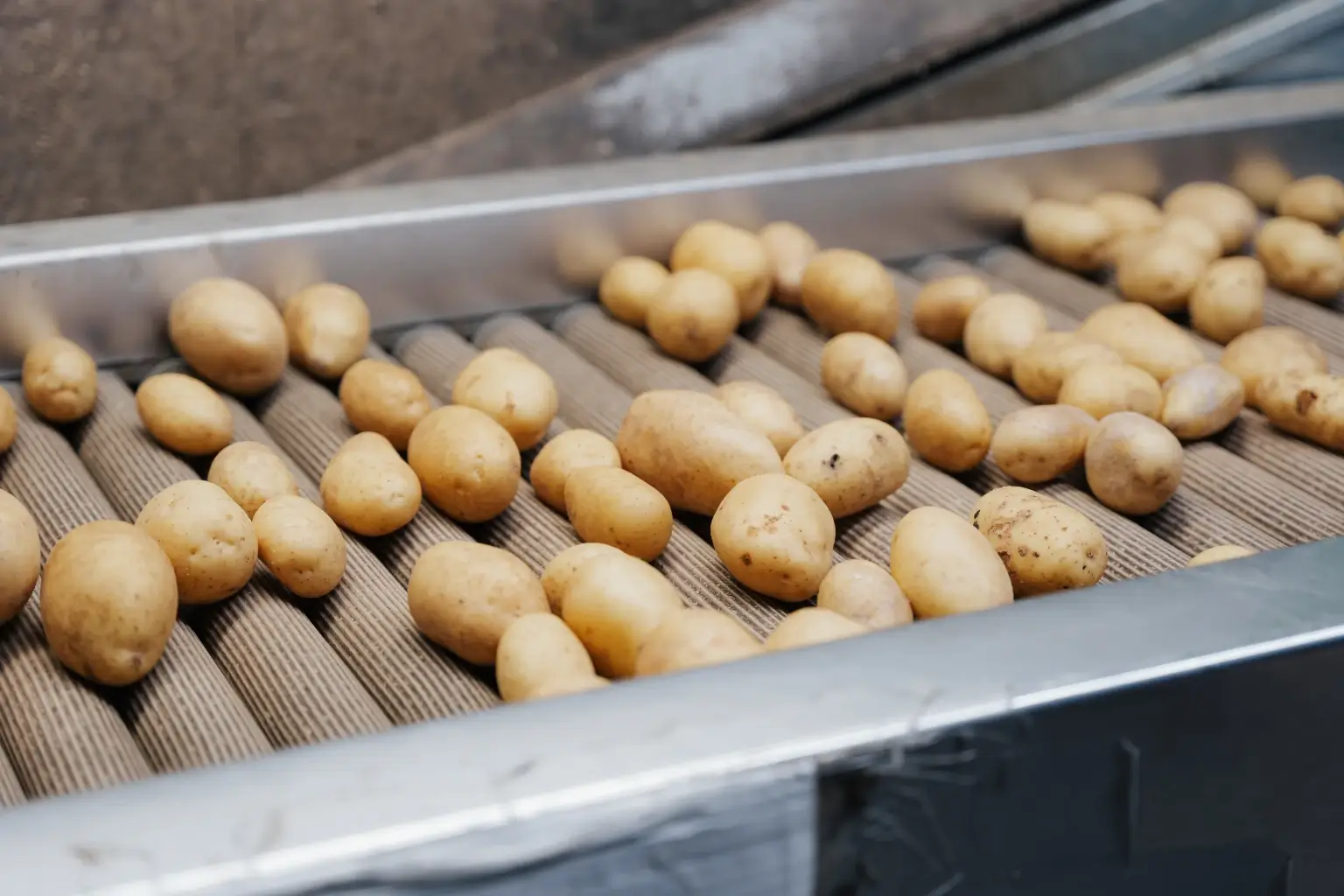 Kartoffeln auf dem Förderband bei Fritz Hofbeck Frische Kartoffeln laufen über ein Förderband in der Kartoffelverarbeitung bei Fritz Hofbeck.